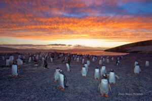 Gentoo Penguin Colony418573706